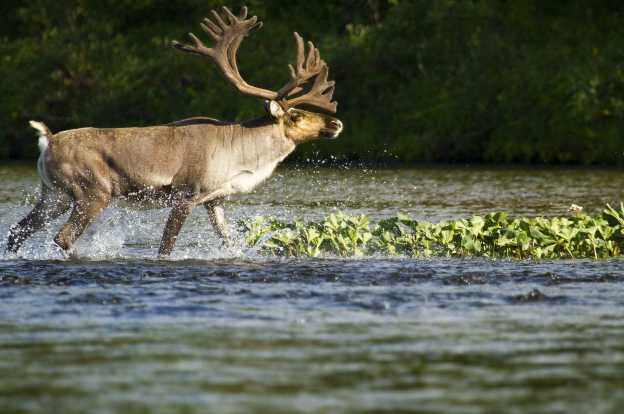 Животные национального парка Югыд ва