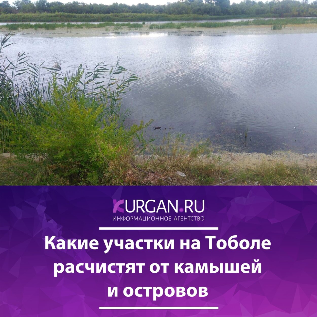 Растения и животные реки тобол. Обмелевший Тобол Курган. Тобол обмелел. Поселок Водный Курганская область.