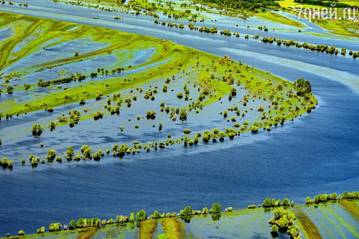 Растения реки Иртыш