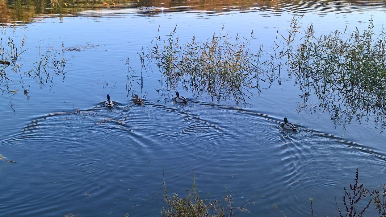 Нерест Сибирского осетра