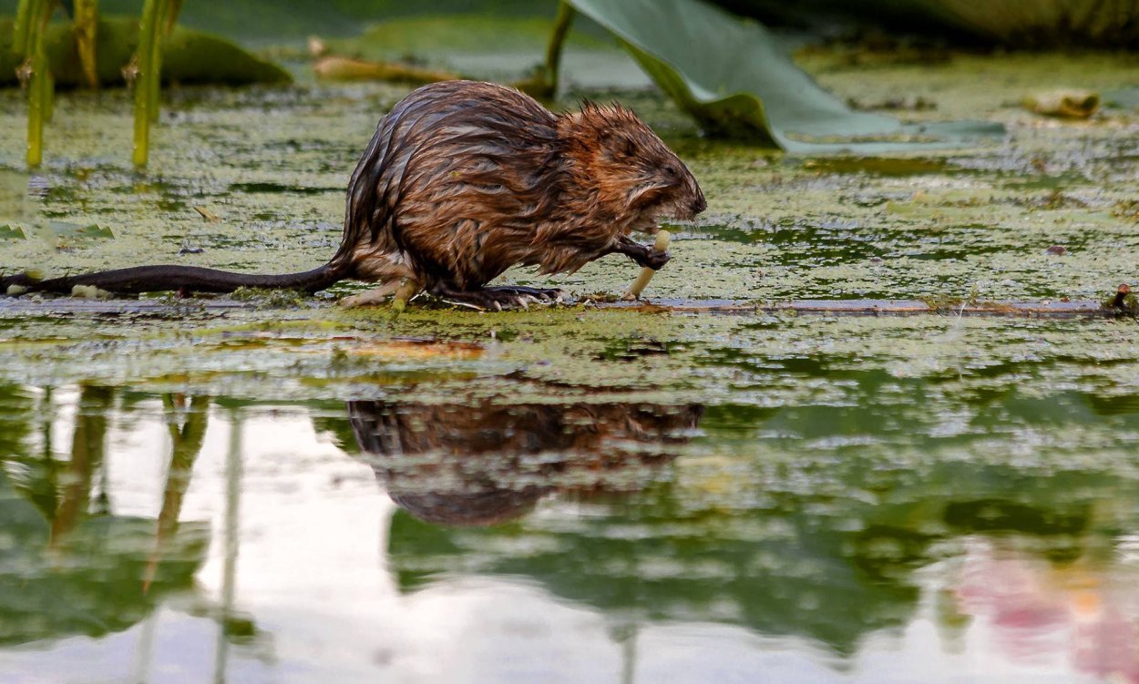 Кувшинка белоснежная Марий Эл