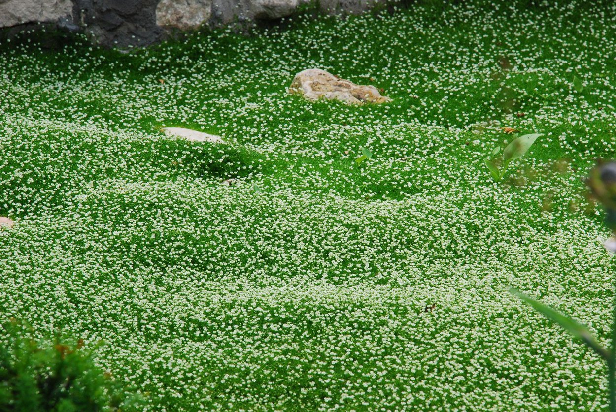 Мшанка шиловидная ирландский мох