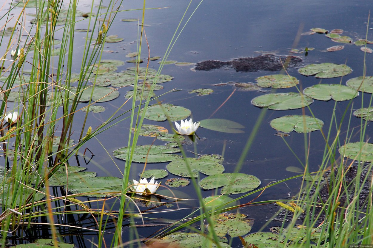 Джергинский заповедник фауна