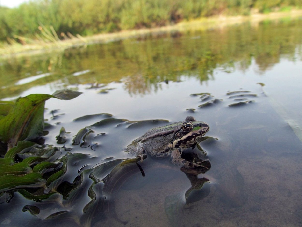 Тобол обмелел