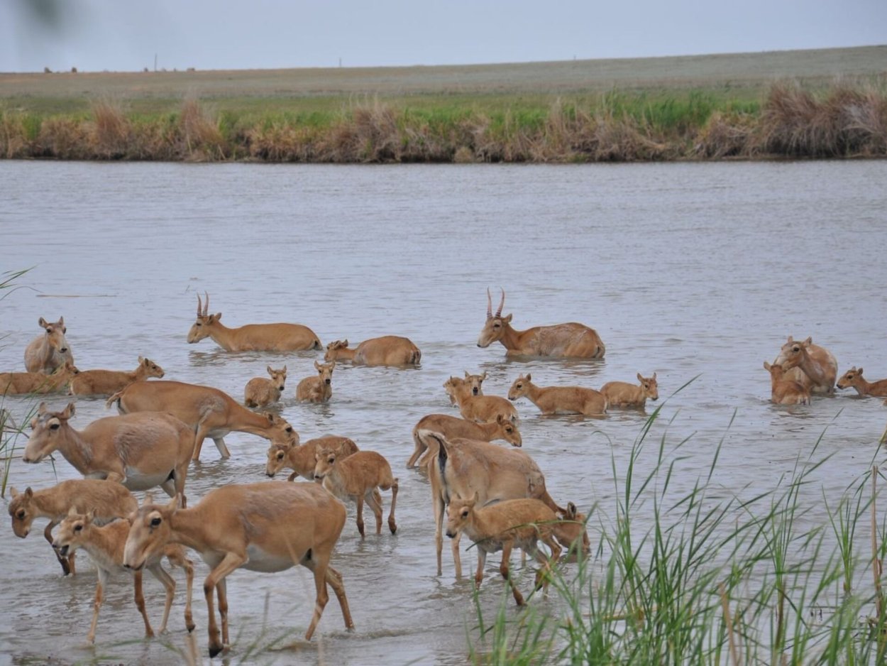 Пресноводные Жабы