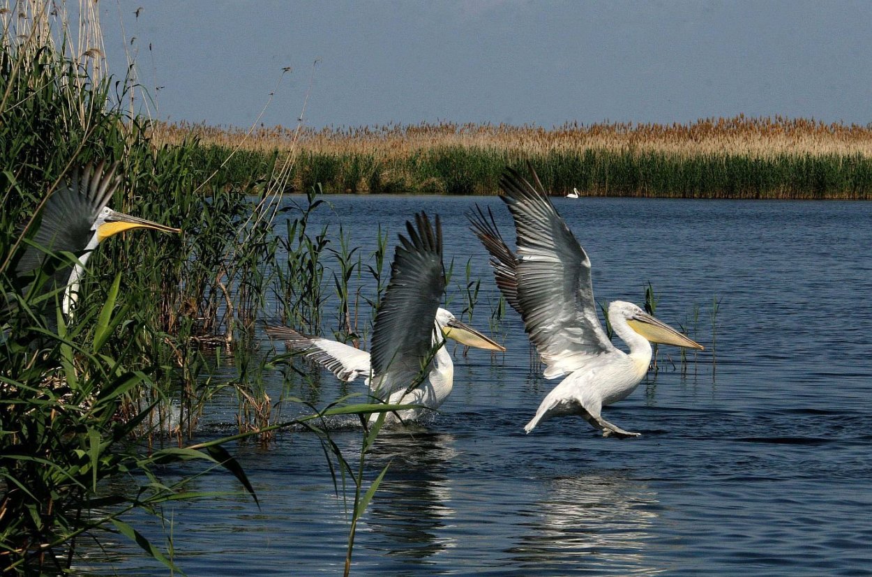 Астраханский заповедник Волга