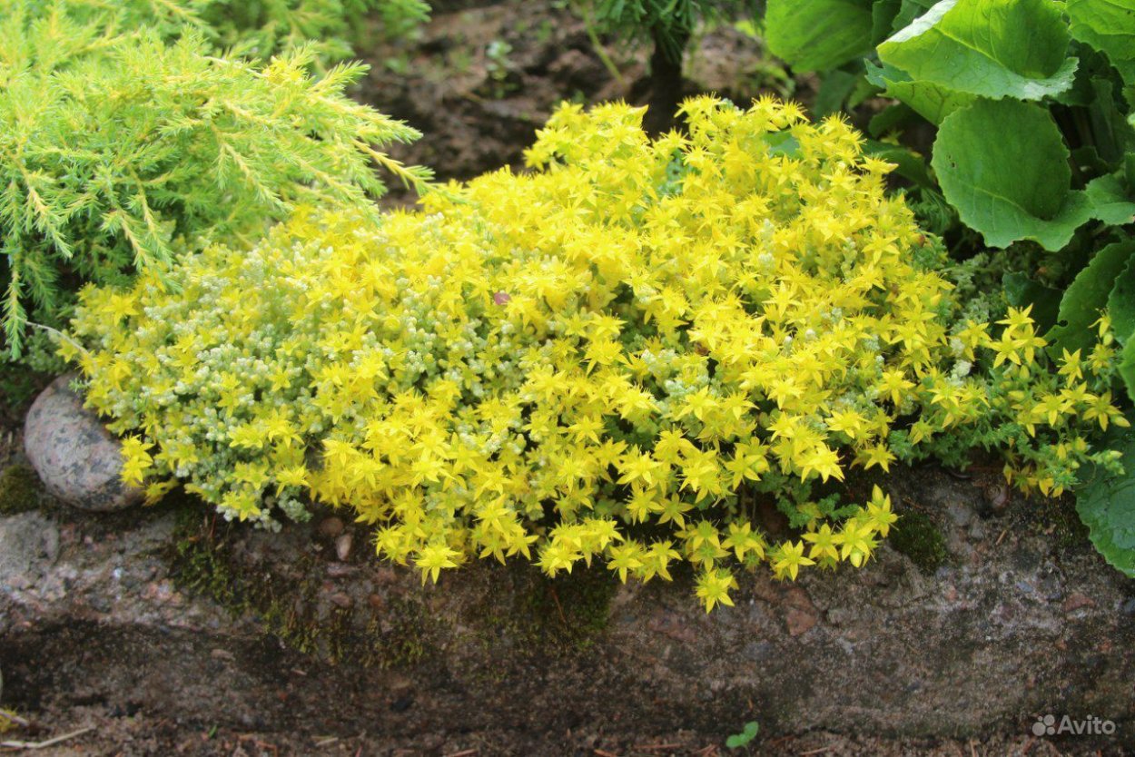 Очиток едкий Вариегата живучка гейхера в композиции