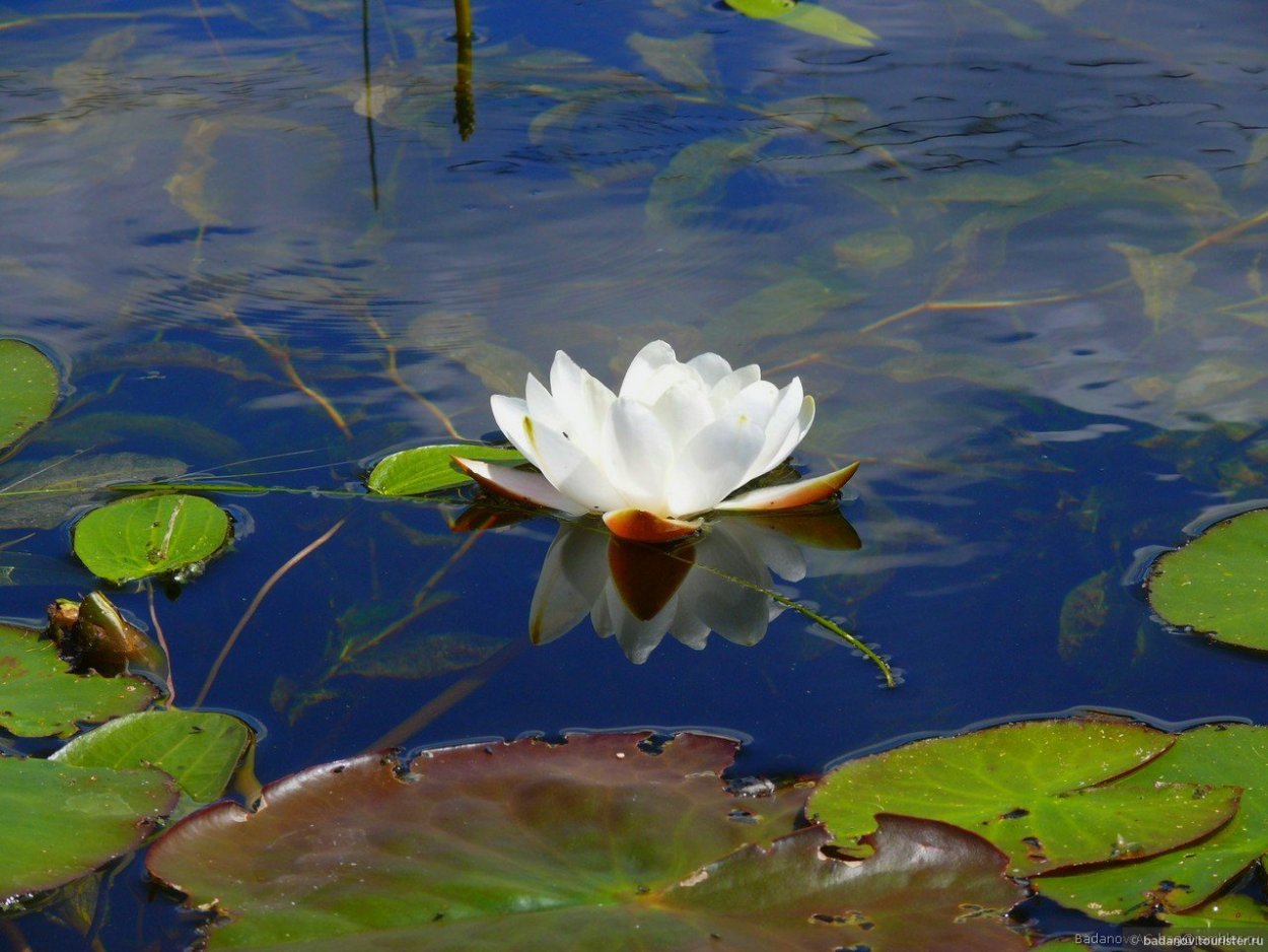 Рыба в пруду