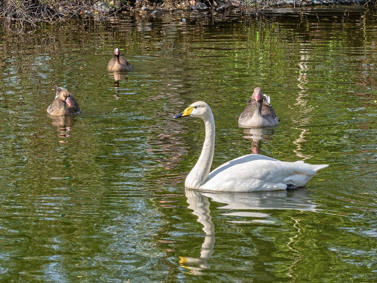 Растения Курганской области