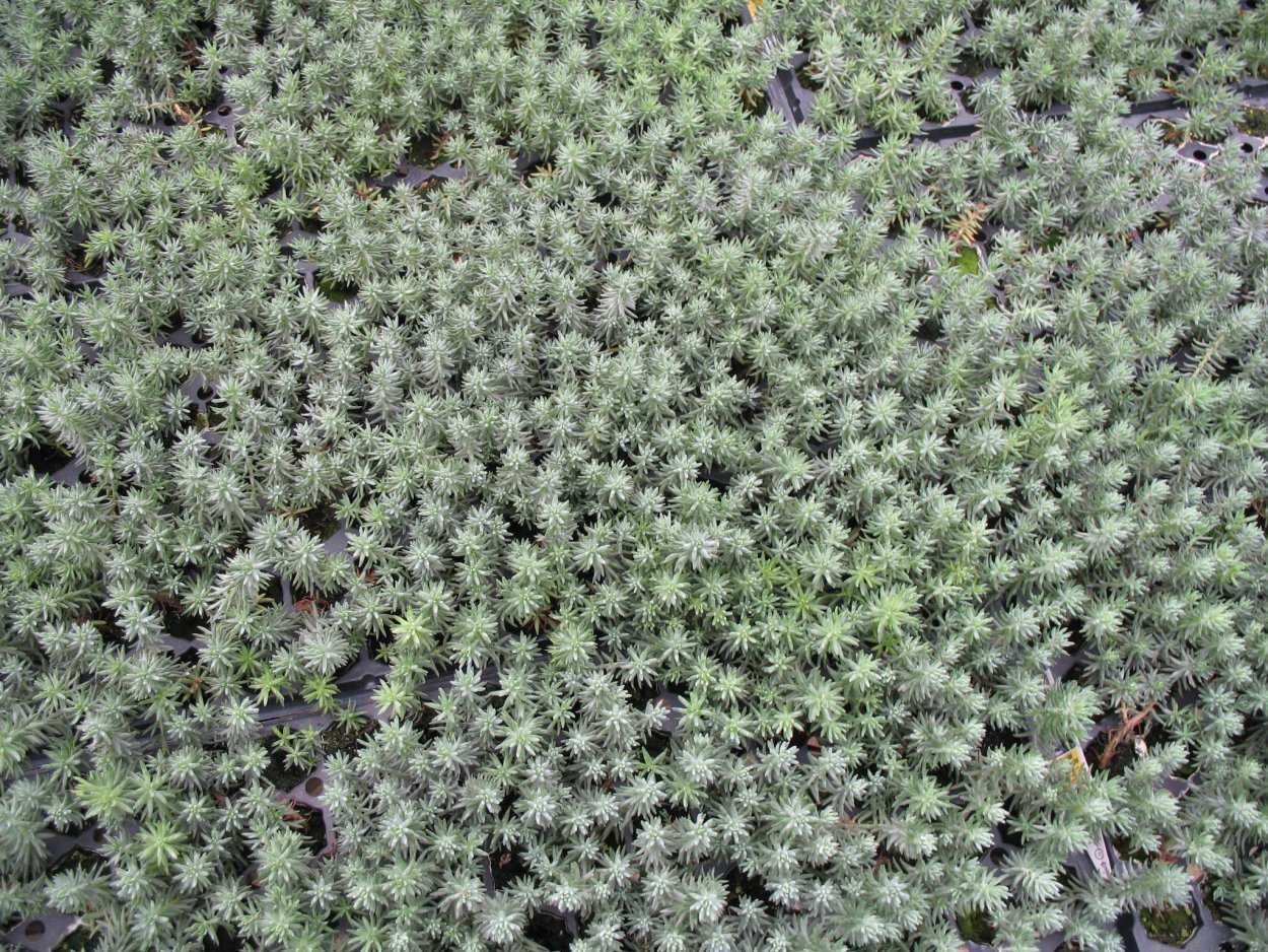 Очиток отогнутый Sedum reflexum