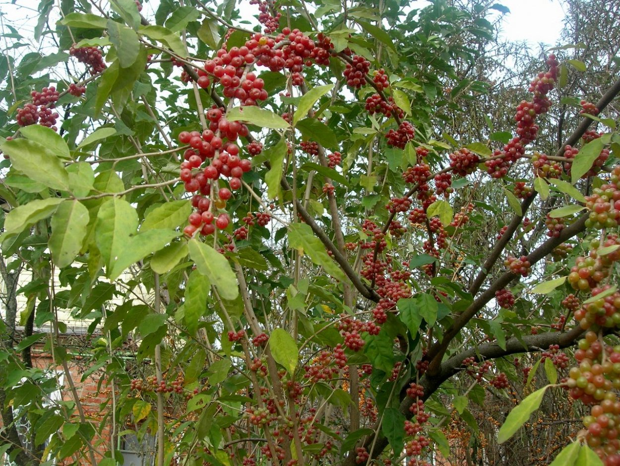 Лох зонтичный Акигуми