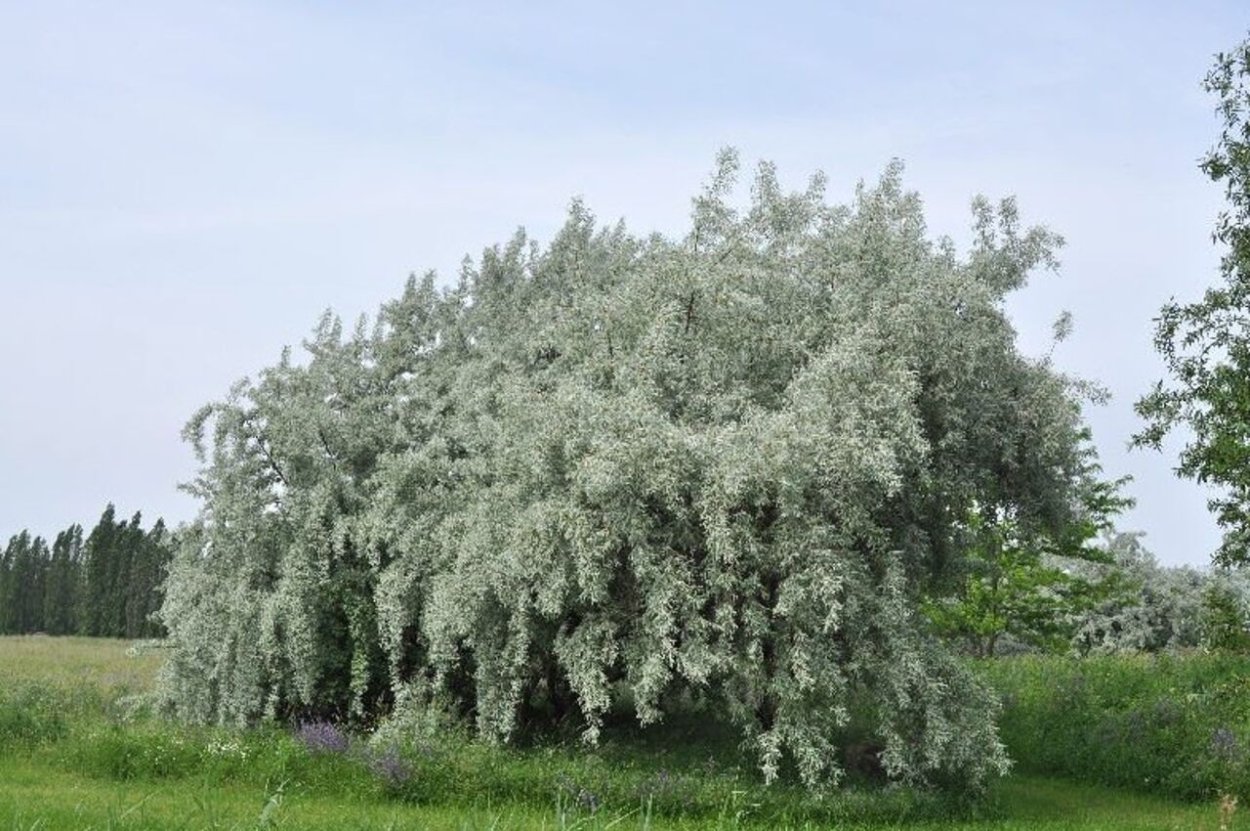 Лох серебристый узколистный