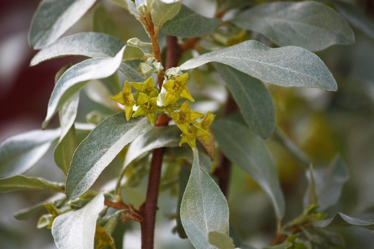 Лох серебристый (Elaeagnus argentea)