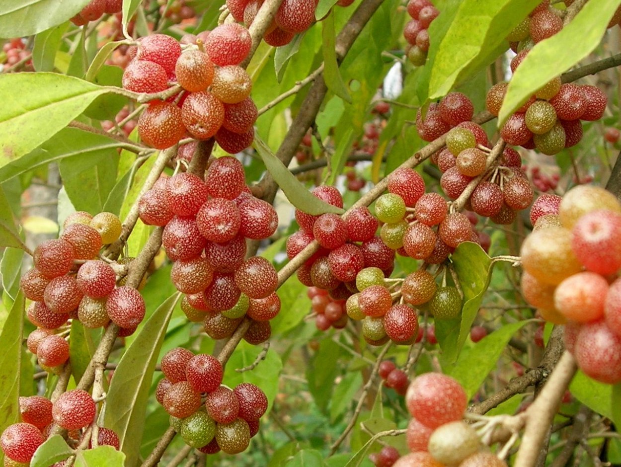 Шефердия канадская