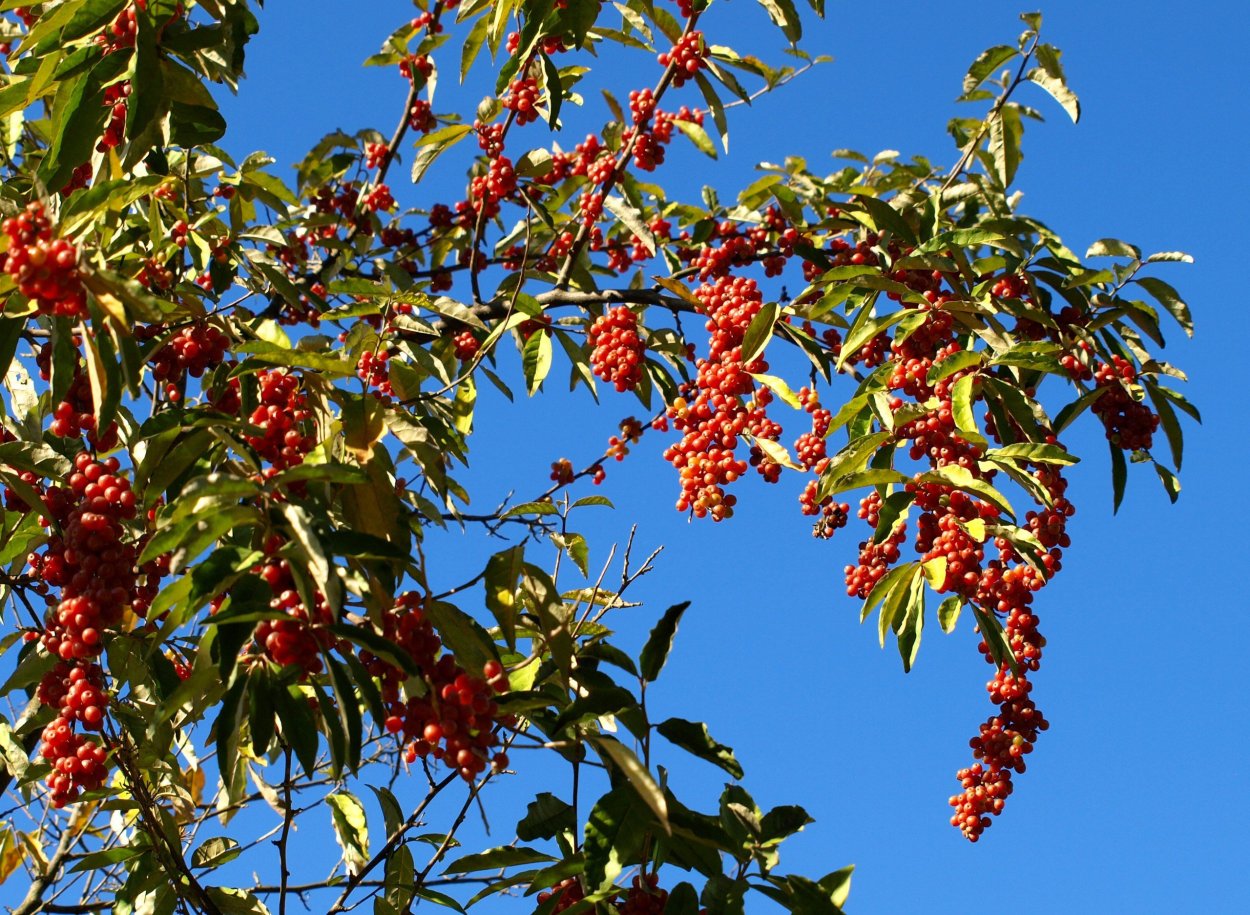 Лох Дальневосточный ягоды