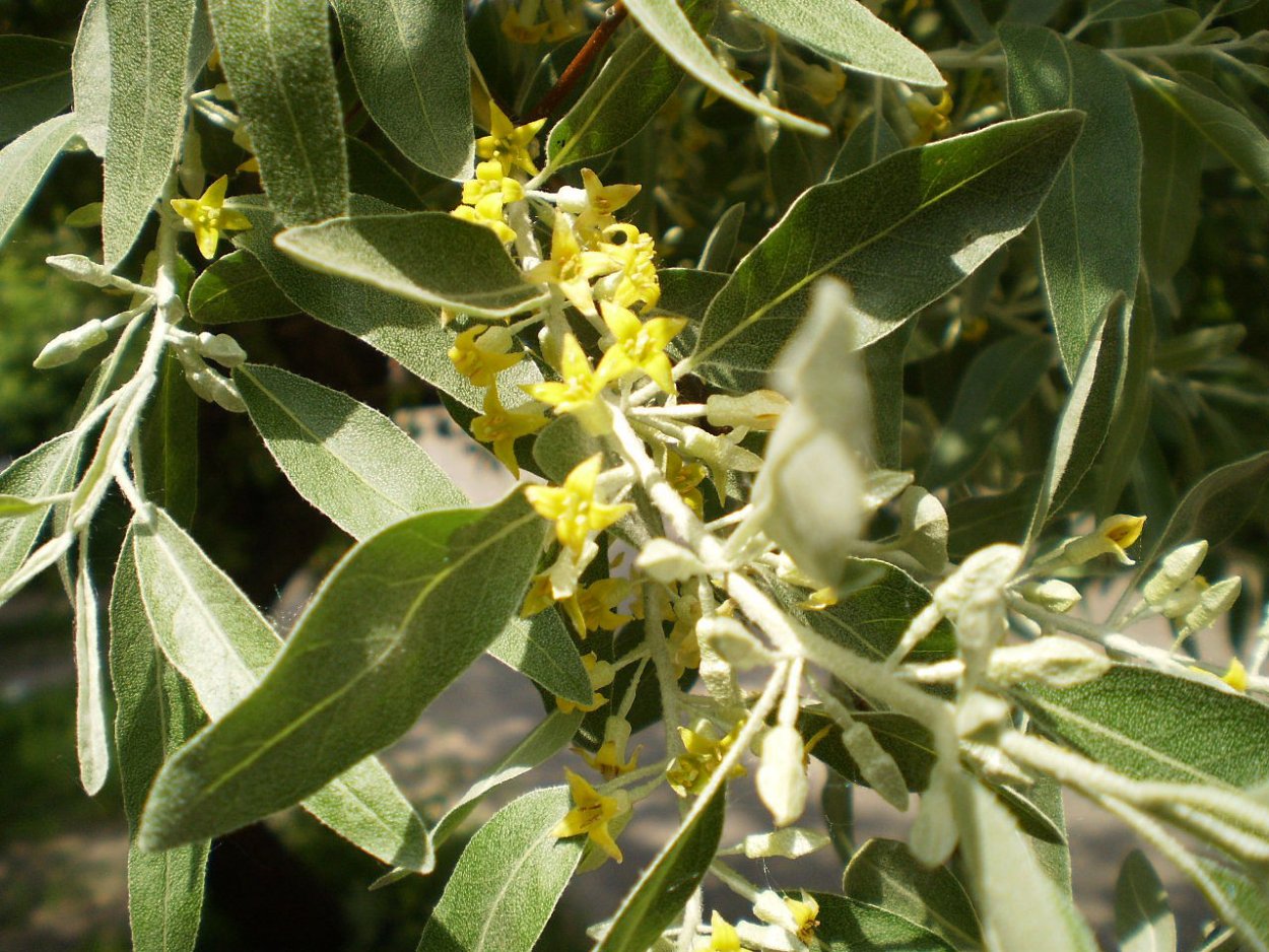Лох узколистный Elaeagnus