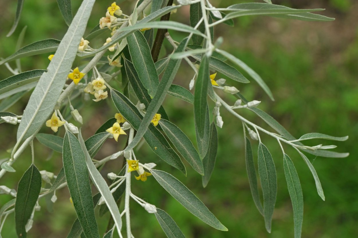 Лох узколистный (Elaeagnus angustifolia l.)