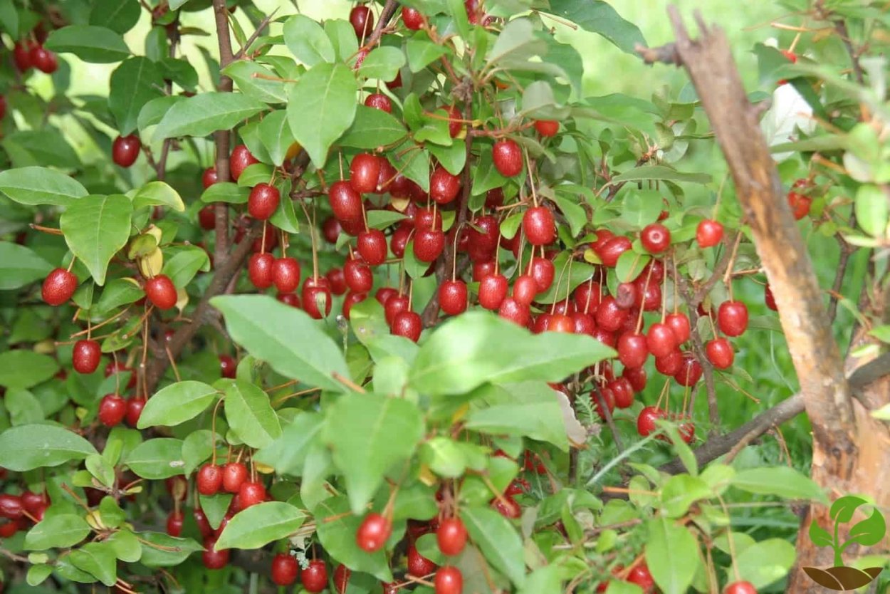 Гуми "Монерон" (лох многоцветковый)