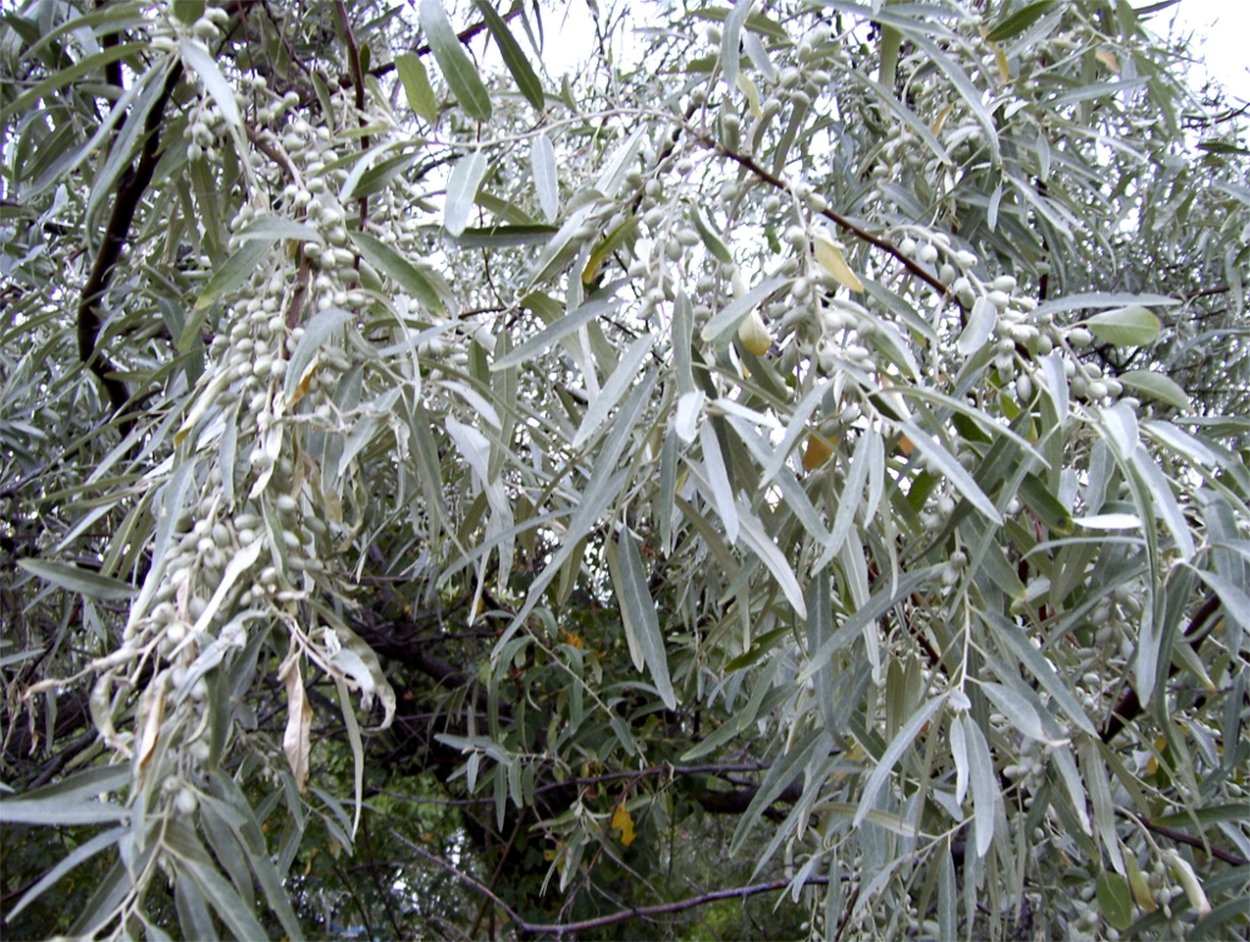 Лох серебристый (Elaeagnus argentea)