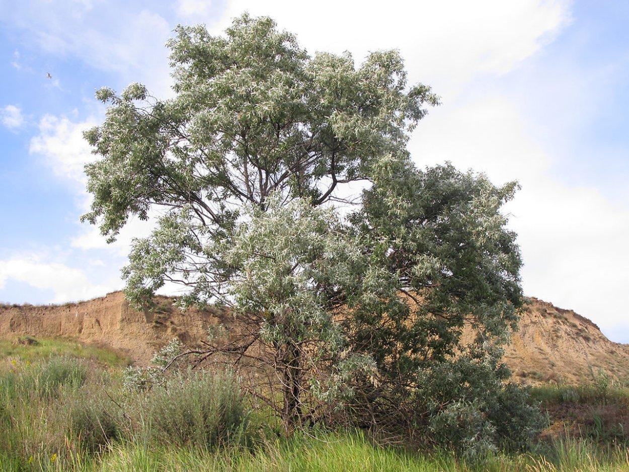 Лох узколистный Ангустифолия