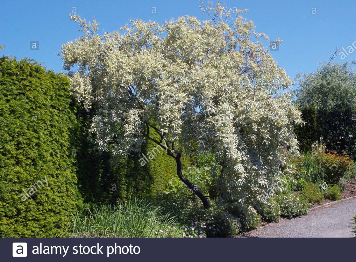 Серебристый Лог кустарник