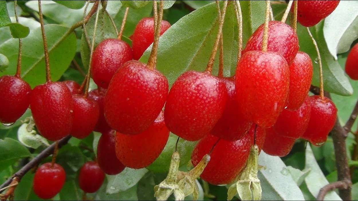 Гумми лох многоцветковый сорт Южный