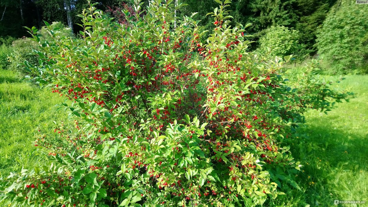 Гумми кустарник