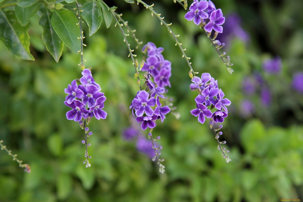 Дуранта гейша