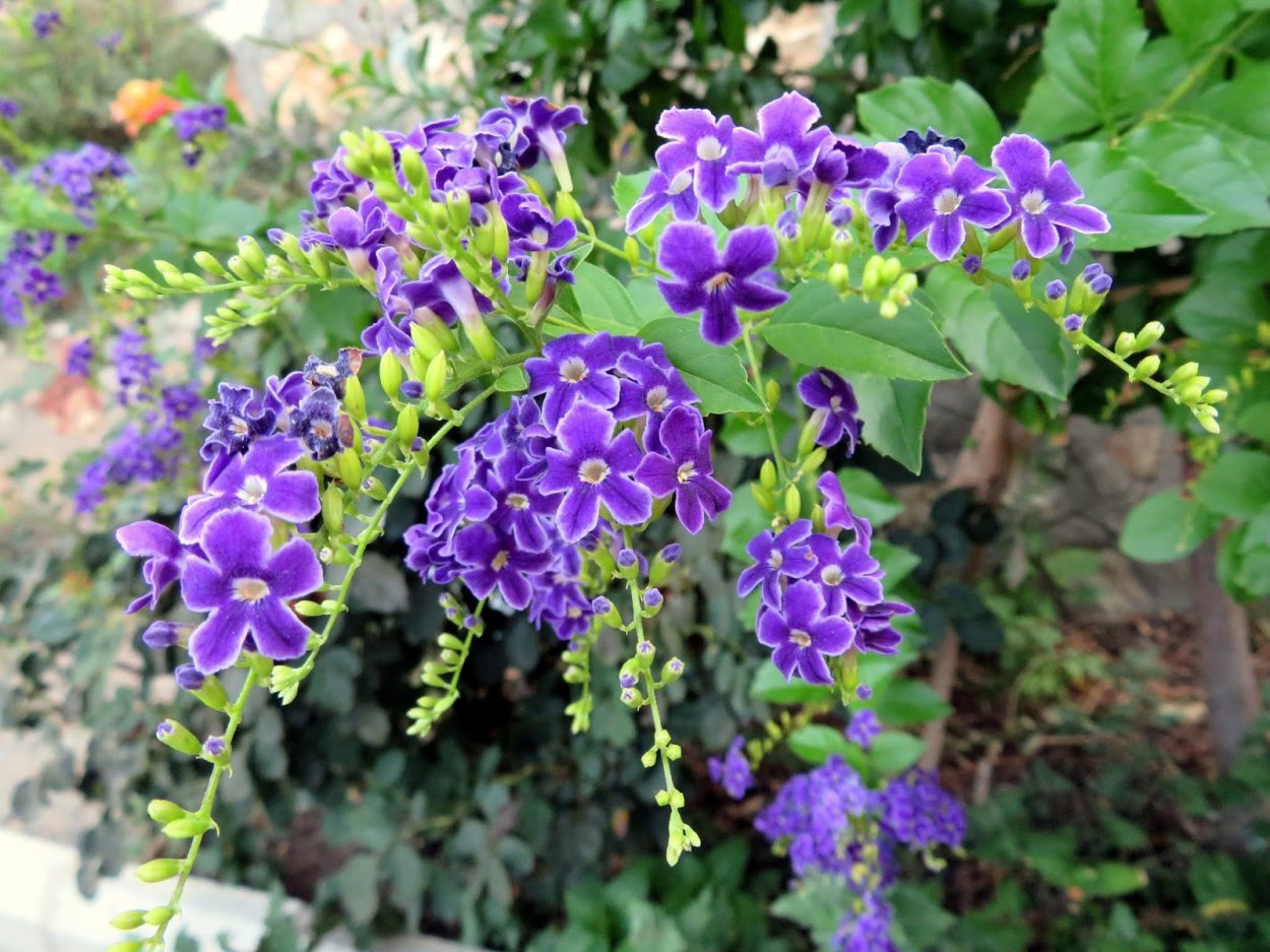 Дуранта в открытом грунте