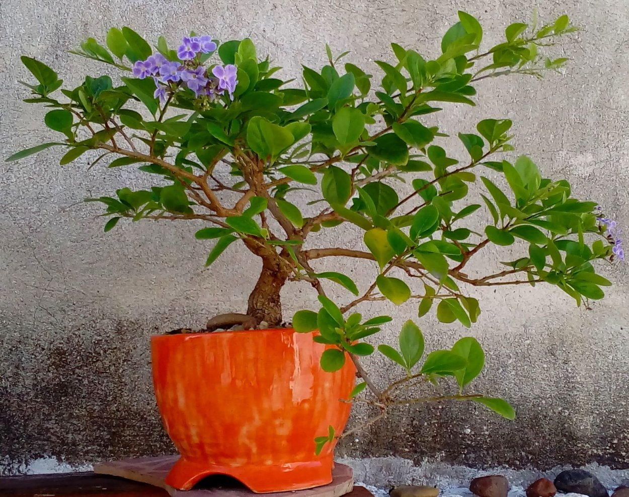 Дуранта erecta 'Alba'