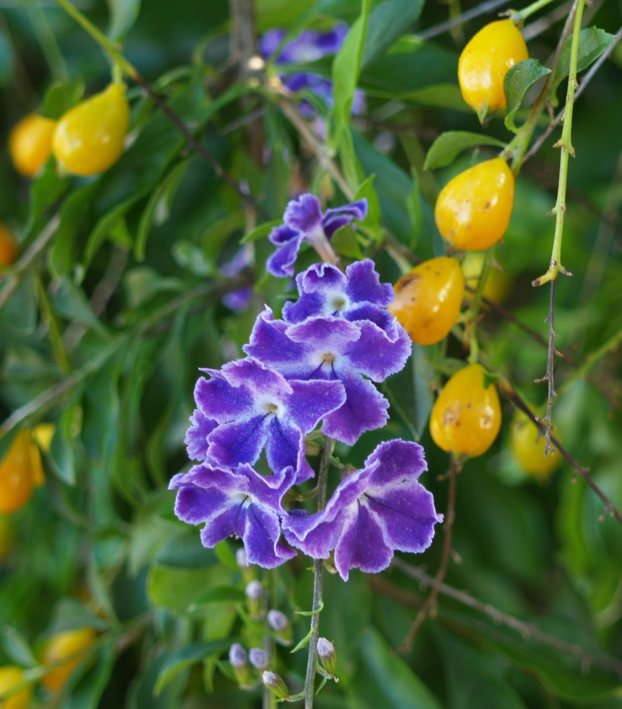 Duranta erecta растение
