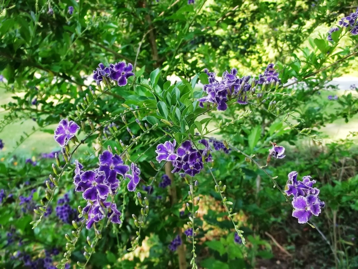 Дуранта Свит Меморис