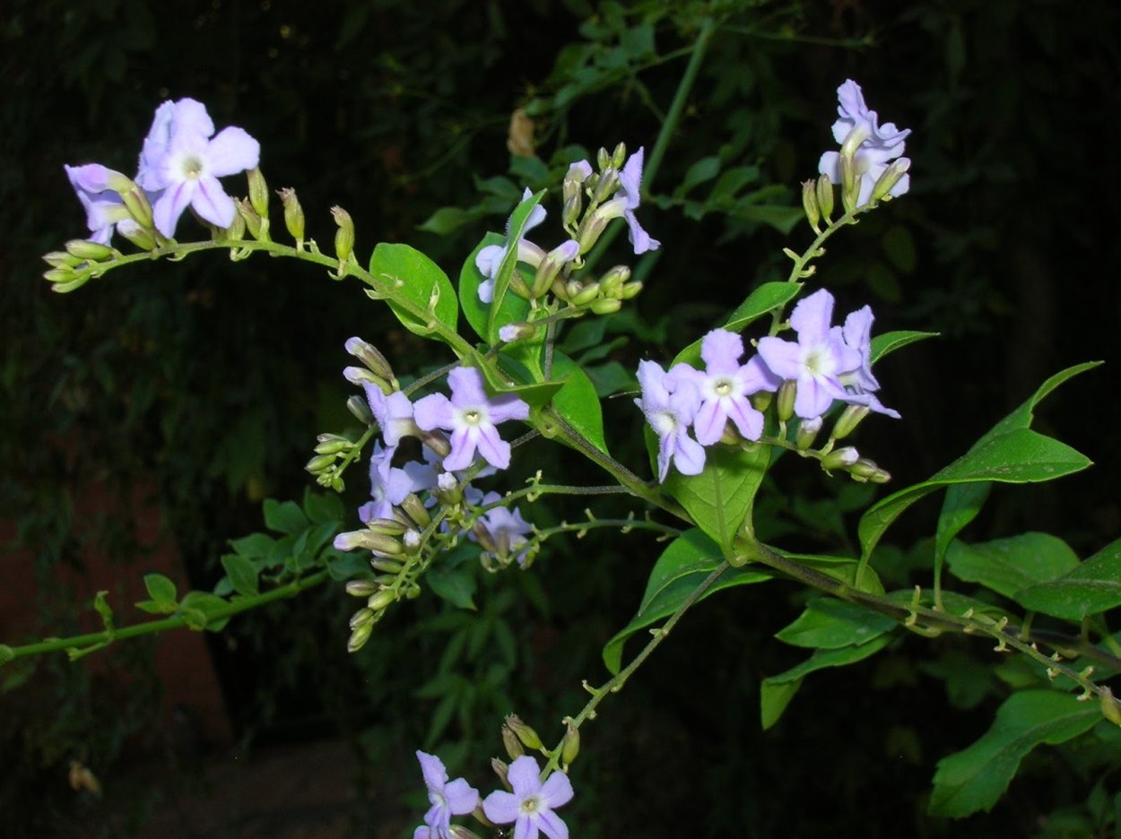 Дуранта плоды