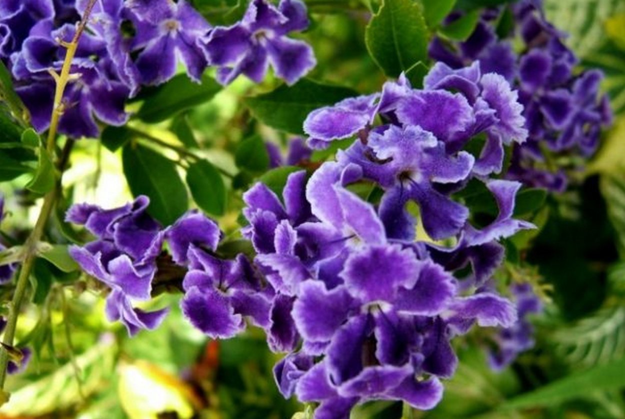 Дуранта Альба