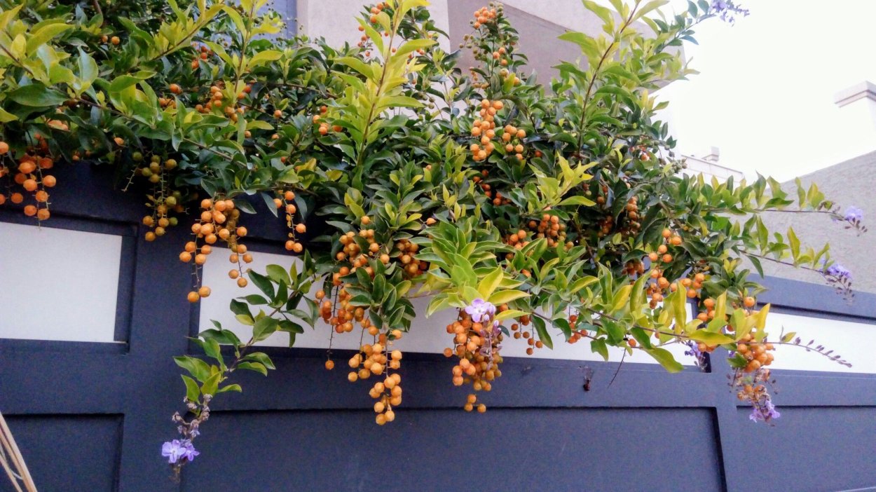 Сиреневые обои