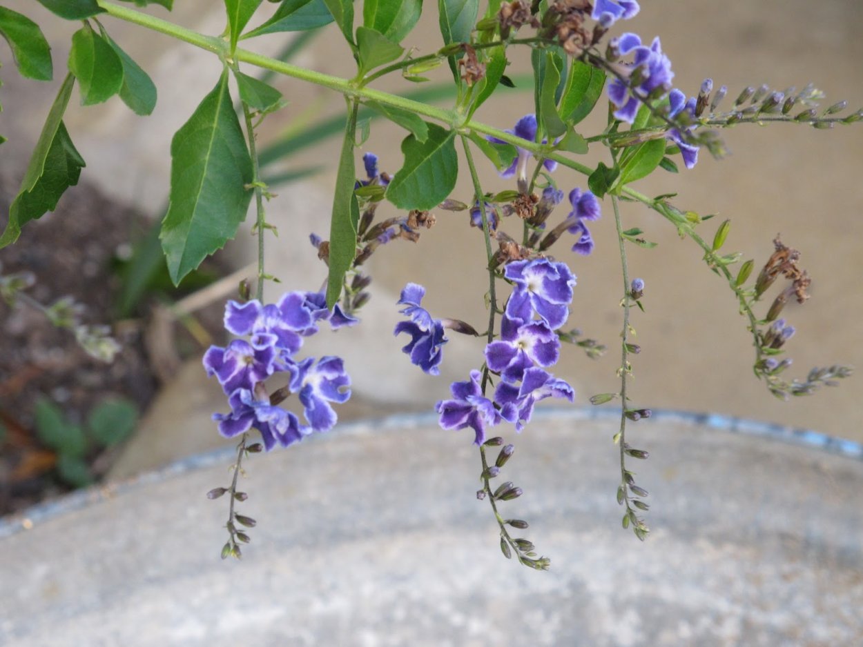 Дуранта голубая