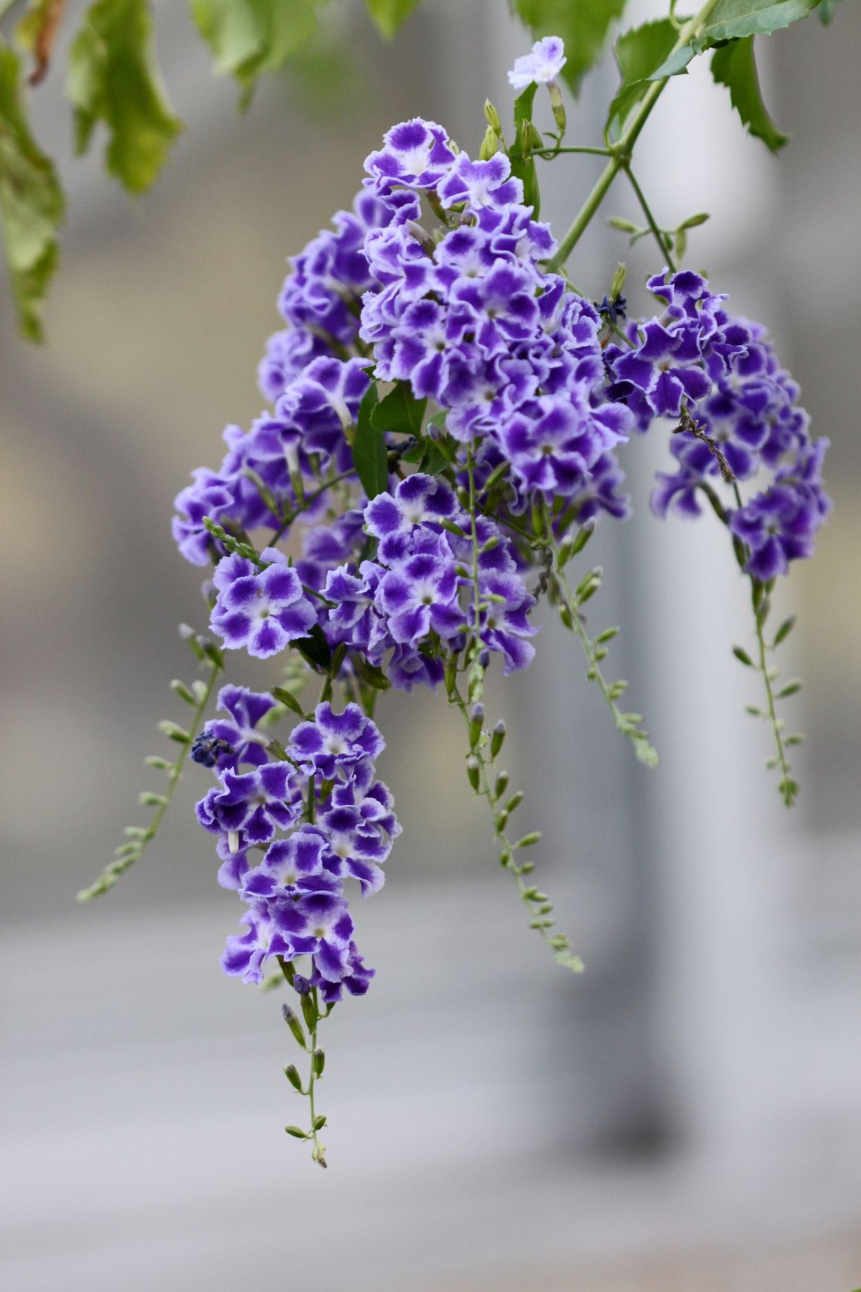 Duranta erecta (repens)