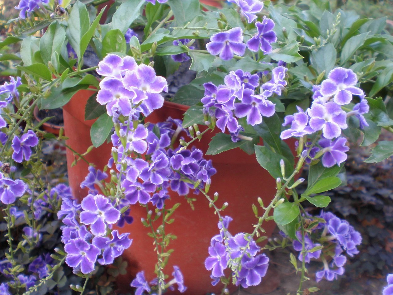 Дуранта Плюмерия