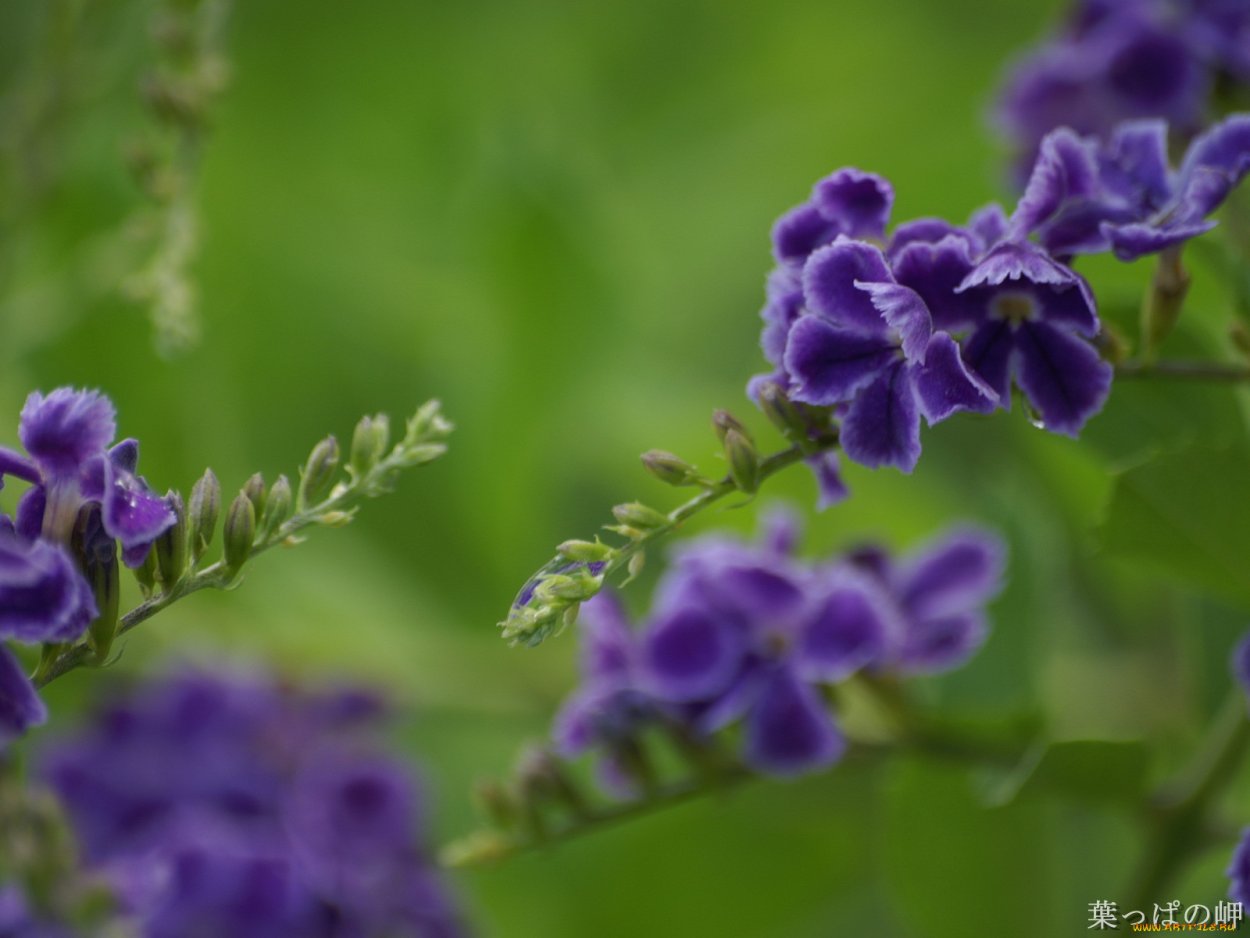 Дуранта erecta