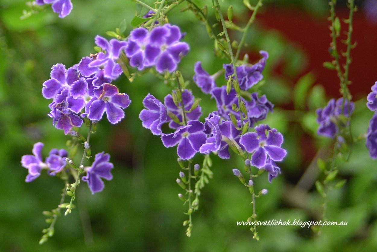 Цветок Дуранта