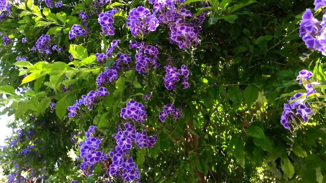 Дуранта ползучая