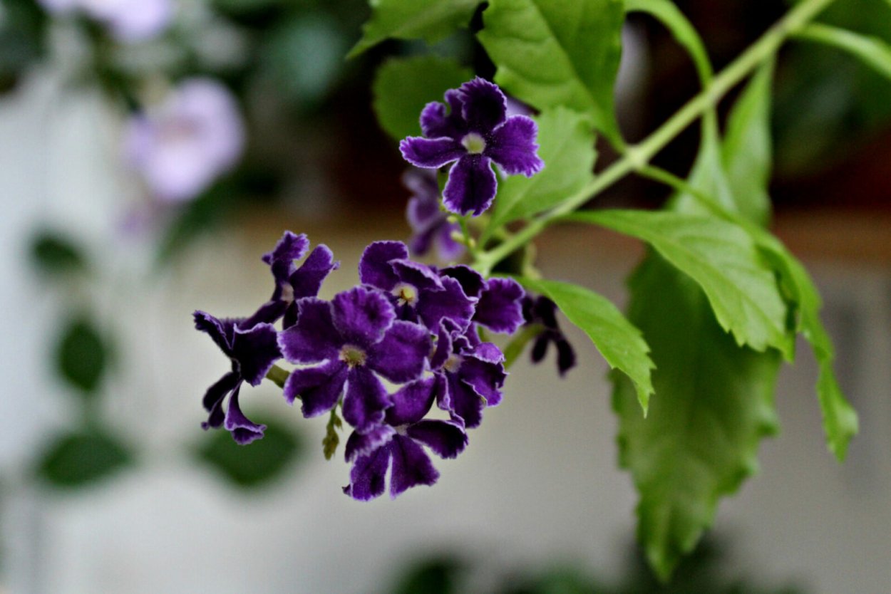 Дуранта Эректа