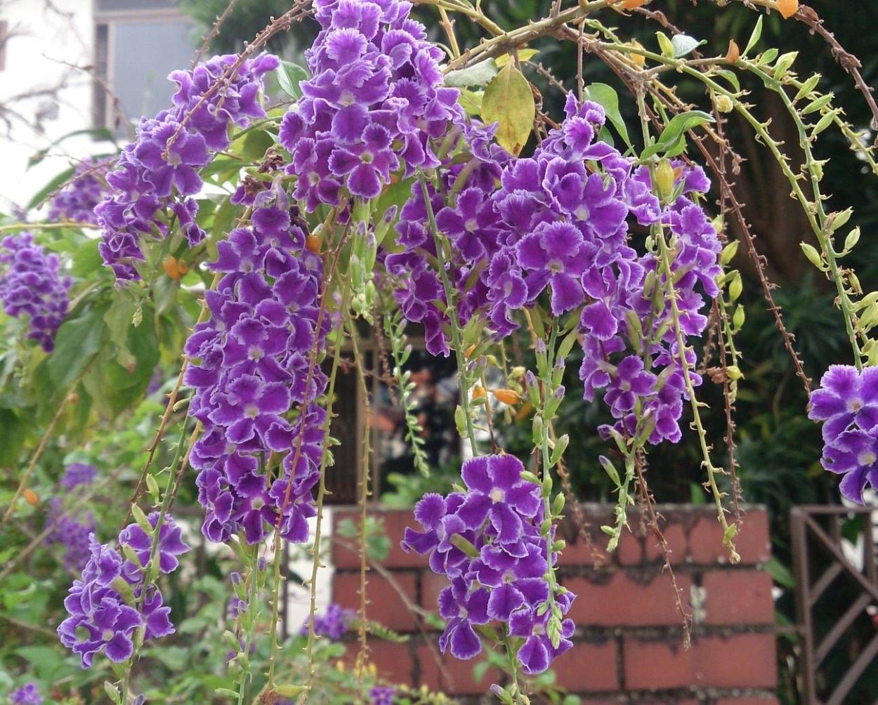 Дуранта Лоренца