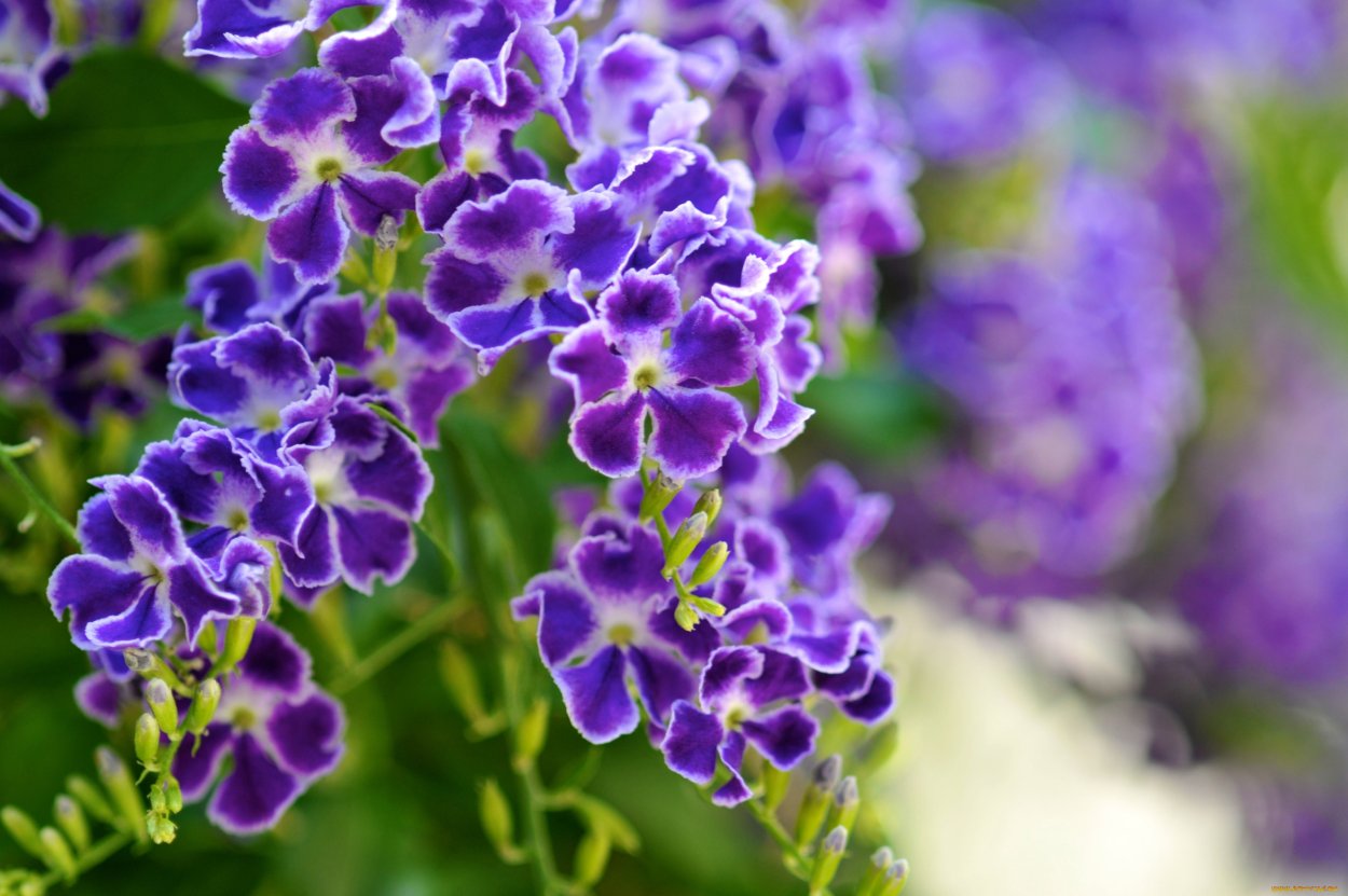 Дуранта биколор