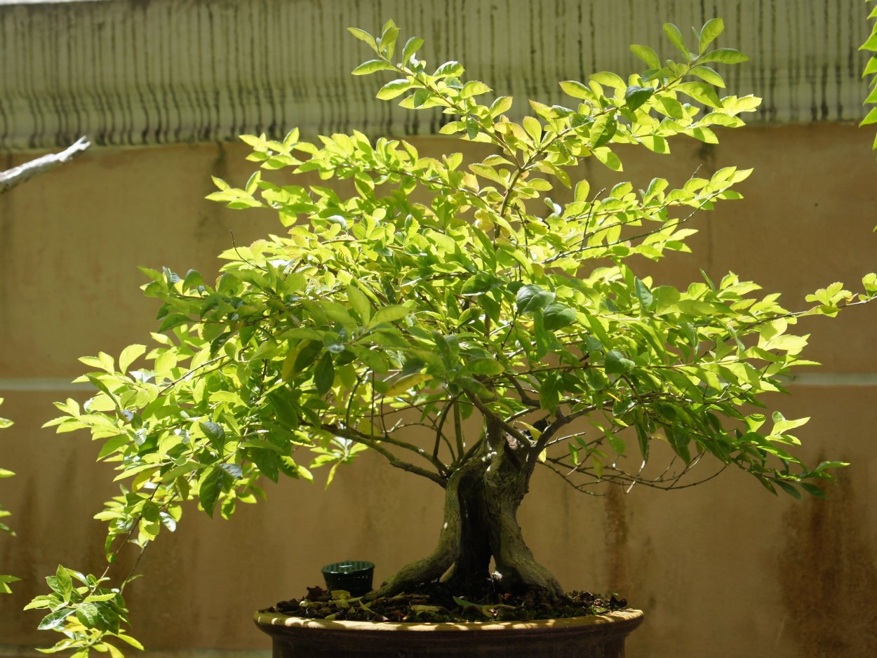 Дуранта Лоренца