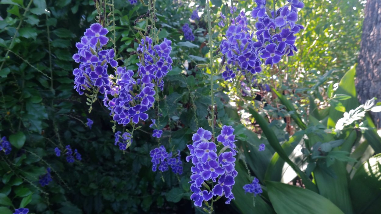 Березка Дуранта