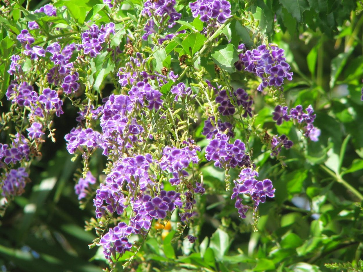Дуранта прямостоячая (Duranta erecta) —