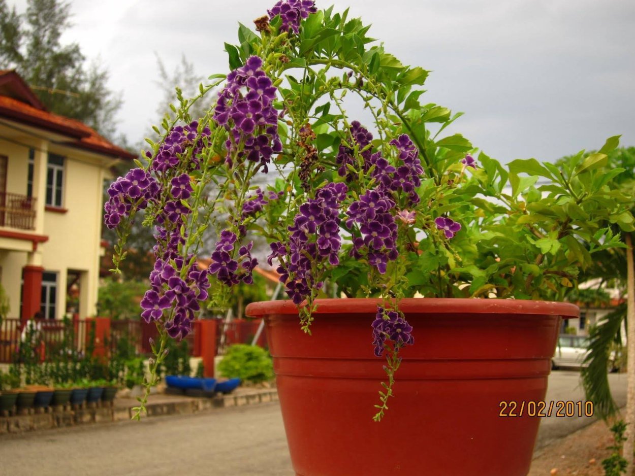 Дуранта прямостоячая (Duranta erecta) —
