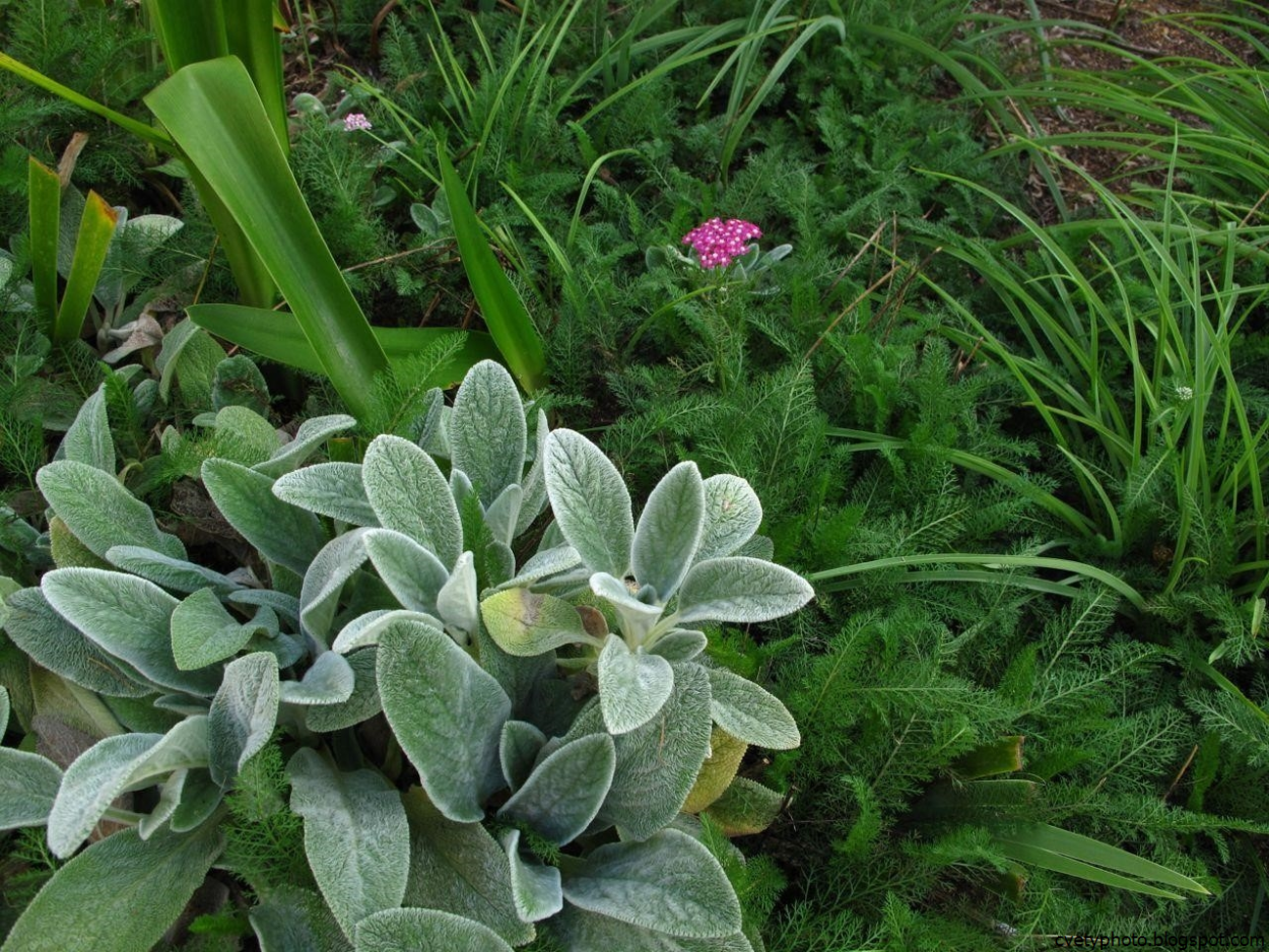 Растение чистец шерстистый