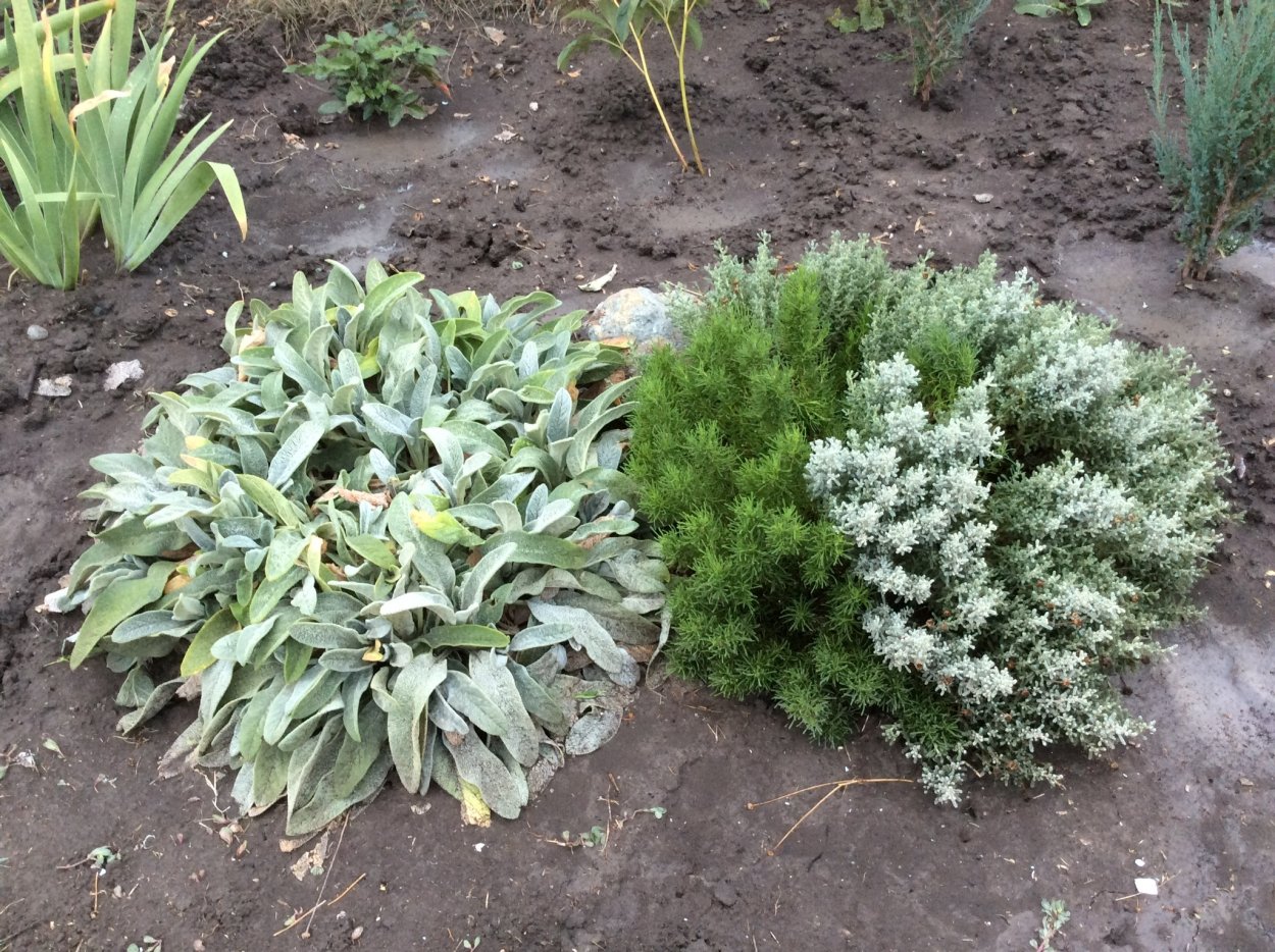 Сантолина бордюрная серебристая